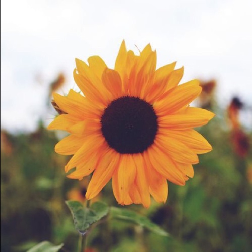 Meet your Posher, Jill